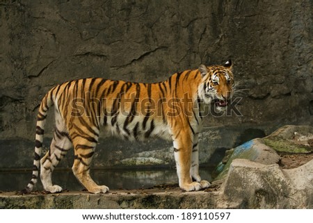 Bengal tiger standing on the rock