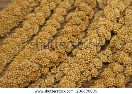 closeup mature millet ,bird food on wooden background
