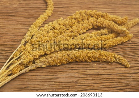 the mature millet ,bird food on wooden background