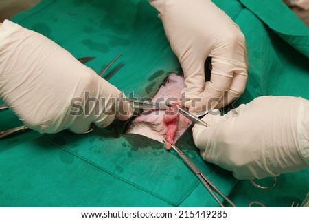 Cat in a veterinary surgery ,veterinarian sterilization operation on cat