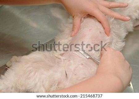 veterinarian is preparing a dog by shaving her stomach before the surgery