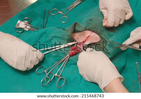 Dog in a veterinary surgery , the uterus and an ovary in a dog during surgery