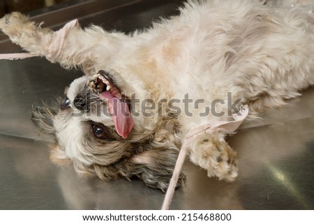 dog under anesthetic ,prepared for sterilization  operation
