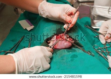 Dog  in sterilization operation, Veterinary surgeon removes  uterus with pymetra of the dog