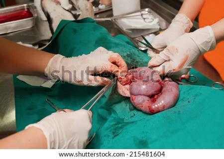 Dog  in sterilization operation, Veterinary surgeon removes  uterus with pymetra of the dog