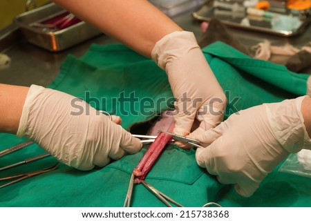 Cat in a veterinary surgery , the uterus and an ovary in a cat during surgery