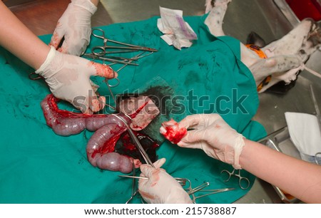 dog surgery wound ,post operation wound on abdomen in the dog