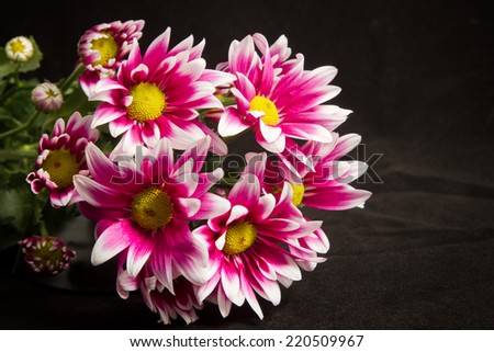 Fresh pink chrysanthemums