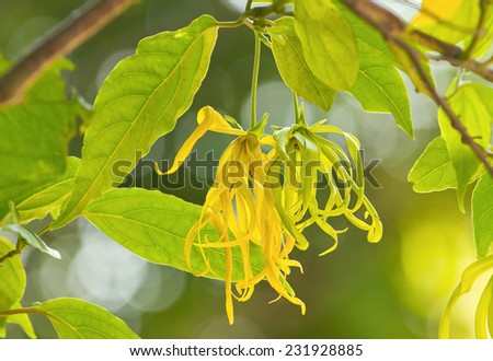 Dwarf Ylang-Ylang flower bloom in garden