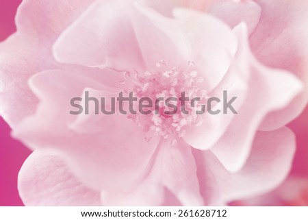 Pink rose background,Flower blue background