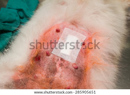 dog surgery wound ,post operation wound on abdomen