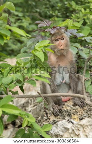 the monkey sitting on the rock in nature park