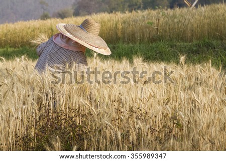 Farmer with wheat in hands. Field of wheat on background.