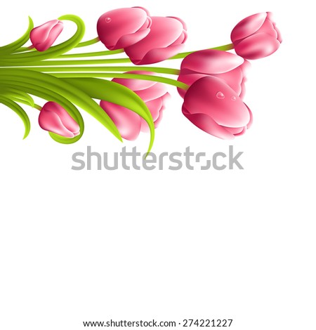 Tulip bouquet on the white background.  illustration