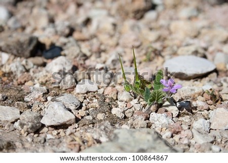 Isolated desert plant growing on rocks.