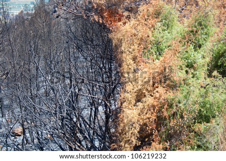 Extinguished fire in forest. Half picture is burned and the other is still alive