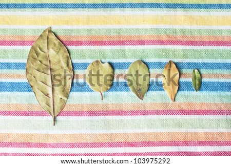 Bay Leaves on the striped colorful background. Also called bay laurel or Laurus nobilis. Used as a spice in cuisines and also in medicine.