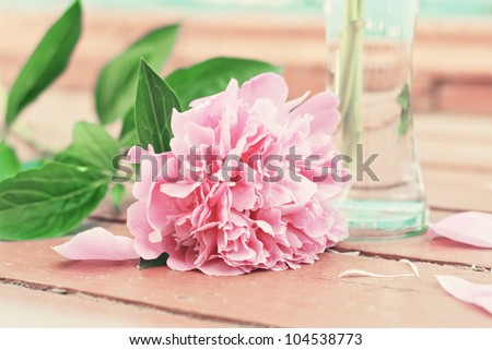 A beautiful flower of a pastel pink peony laying on the wooden floor. On the floor is also standing a vase with water. The background is in pastel pink color
