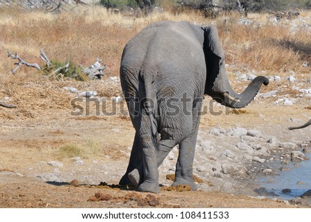 Elephant standing at ease at Okaukeujo in the Etosha National Park, Namibia