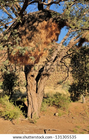 Camelthorn Tree with Sociable Weaver community nest