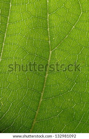Macro of green leaf showing the veins