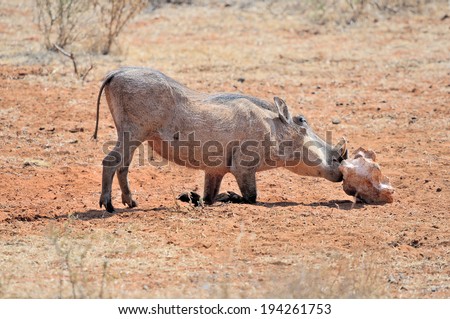 Warthog, wild member of the pig family, licking salt block