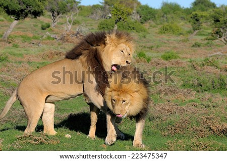 Two Kalahari lions, panthera leo, in the Kuzuko contractual area of the Addo Elephant National Park in South Africa