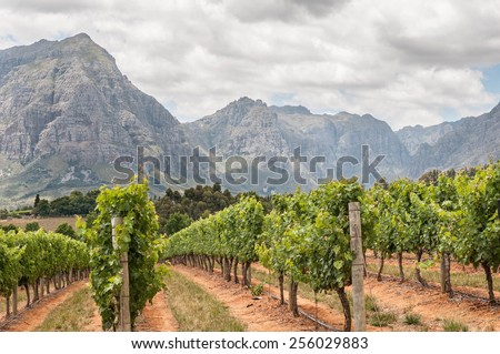 View of vineyards near Stellenbosch in the Western Cape Province of South Africa. The Simonsberg mountain is in the background