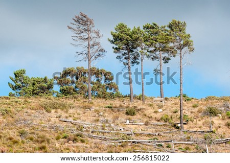 Wooden bench next to pine trees near Sir Lowrys Pass in the Western Cape Province of South Africa