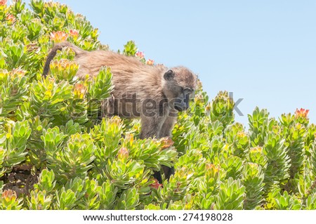 Chacma baboon (Papio ursinus), also known as the Cape baboon, in a protea shrub at Cape Point in the Table Mountain National Park in Cape Town, South Africa.