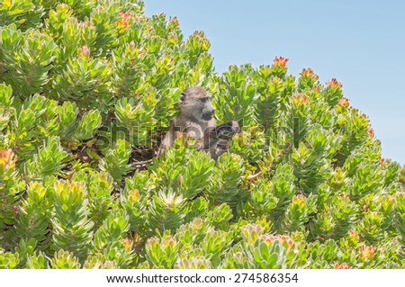 Chacma baboon (Papio ursinus), also known as the Cape baboon, in a protea shrub at Cape Point in the Table Mountain National Park in Cape Town, South Africa.