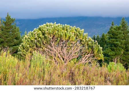 A Pincushion protea shrub showing the intricate maze of branches