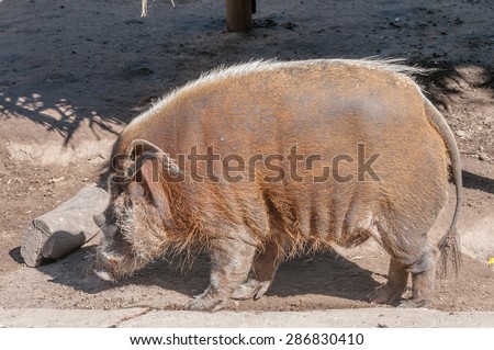 The bushpig, Potamochoerus larvatus, is a member of the pig family and lives in forests, woodland, riverine vegetation and reedbeds in East and Southern Africa