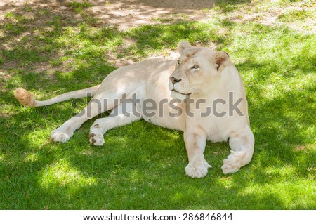 The white lion is a rare color mutation of the African Lion, Panthera leo krugeri, originally from the Timbavati area of South Africa