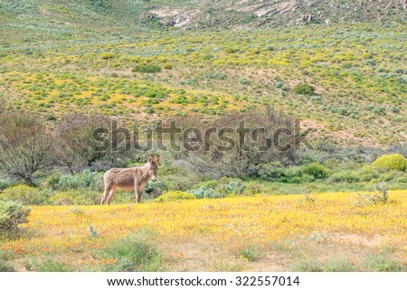 A donkey in a field of wild flowers near Spoegrivier (spit river) in the Northern Cape Namaqualand region of South Africa