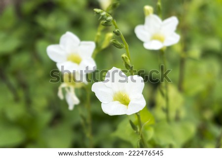 white moon flower