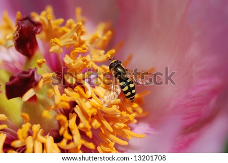 macro of a striped fly sitting on a peony flower