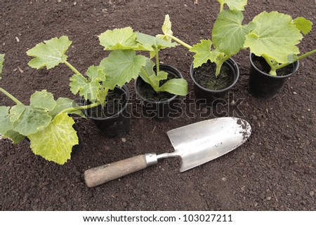 Planting vegetable seeds in prepared soil in spring