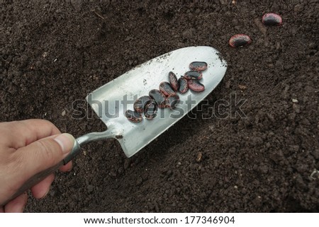 Planting vegetable seeds in prepared soil