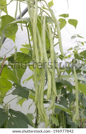 Green string beans plants growing in green house