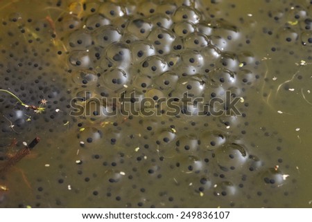 Common frog closeup in pond with spawn