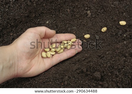 Planting vegetable seeds in prepared soil