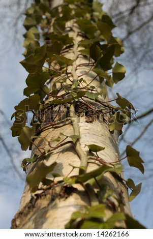 Creeping Ivy Plant