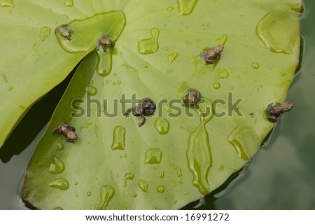 Baby frogs on a leaf in garden pond