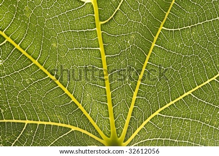 Fig leaf closeup showing veins