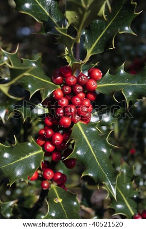 Holly leaves with red berries