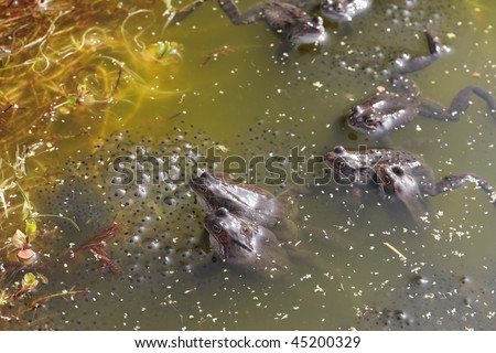 Frogs and spawn closeup on natural pond