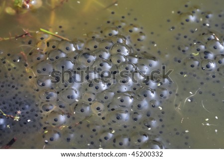 Frog spawn closeup on pond water