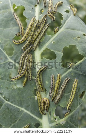 Cabbage leaf covered with caterpillas pest
