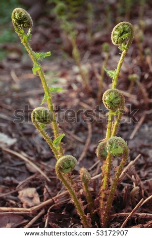 Curled fern fronds  closeup